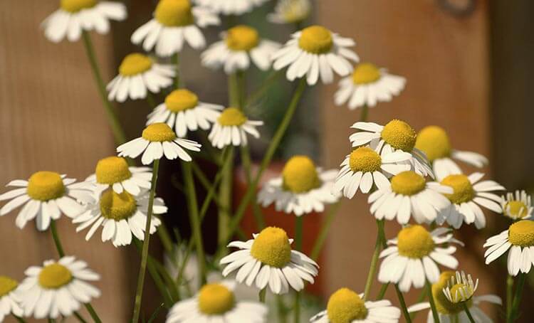 Unser Kräutergarten