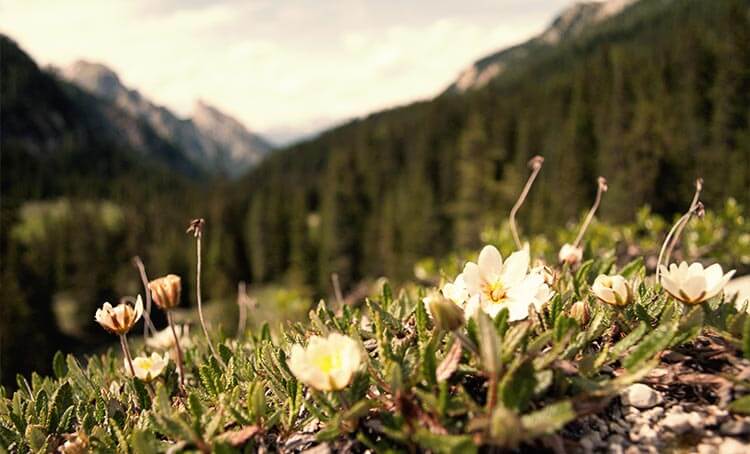 Alpine flowers in the Dolomites